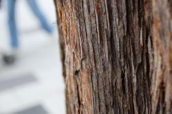 260314 sekoia no jyuhi s-IMG_6749.jpg