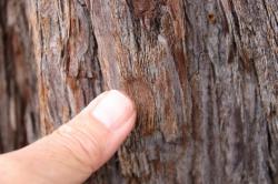 260314 sekoia no jyuhi wo yubi de osu s-IMG_6747.jpg