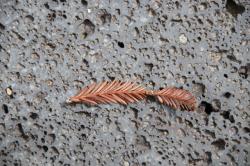 260314 sekoia no ochita eda ha s-IMG_6658.jpg