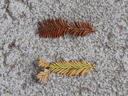 260314 sekoia no ochita eda ha s-IMG_6689.JPG copy.jpg