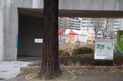 260314 sekoia s-IMG_6784.jpg