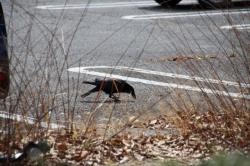 260315 hasibosogarasu ga kuruma no taoua de tubusareta donnguri wo tabete iru s-IMG_6991.jpg