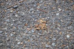 260315 konara no donnguri ga taiya de tubusareta ato s-IMG_7211.jpg