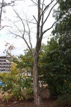 260315 konara no ki s-IMG_7243.jpg