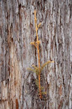 260315 sekoia no miki no hougashi s-IMG_6903.jpg