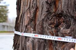 260315 sekoia no miki no syuui no nagasa wo sokutei cyuu s-IMG_6874.jpg