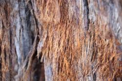 260317 sekoia no jyuhi ga senni shitsu s-IMG_7349.jpg