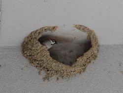 260318 syzyme ga koshiakatsubame no furui su ni iru s-IMG_7457 copy.jpg