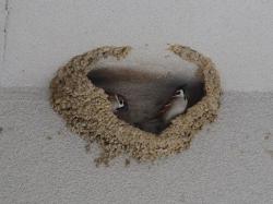 260318 syzyme ga koshiakatsubame no furui su ni iru s-IMG_7464 copy.jpg