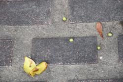 260319 otomesubaki no hana me ga ochite iru s-IMG_7861.jpg