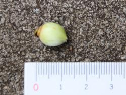 260319 otomesubaki no hana me ga ochite iru s-IMG_7922 copy.jpg