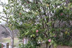 260319 otomesubaki no hana me s-IMG_7873.jpg