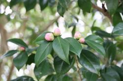 260319 otomesubaki no hana me s-IMG_7884.jpg