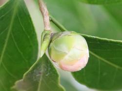 260319 otometsubaki no  kaga s-IMG_7947 copy.jpg