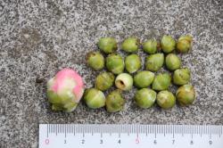 260319 otometsubaki no  ochiteita kaga s-IMG_7992.jpg