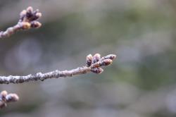 260319 someiyoshino no  fuyu me s-IMG_7823.jpg