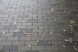 260319 yamamomo  no ha ga ochite iru s-IMG_7929.jpg