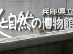 260320 suzume ga 4kai iriguchi chikaku ni iru s-IMGP0241 copy.jpg