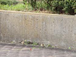 260320 suzume ga iru s-IMG_8151 copy.jpg