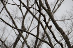 260320 suzume ga keyaki no eda ni iru s-IMG_8283.jpg