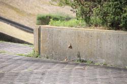 260320 suzume ga s-IMG_8156.jpg