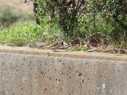 260320 suzume ga s-IMG_8157 copy2_.jpg