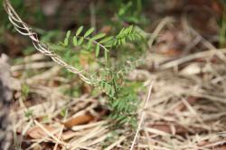 260320 suzumenoenndou s-IMG_8213.jpg