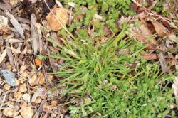 260320 suzumenokatabira s-IMG_8242.jpg