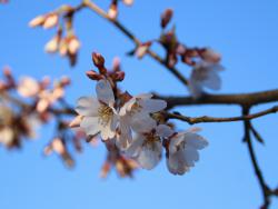 260326 edohigann ga saita s-IMG_8927 copy.jpg