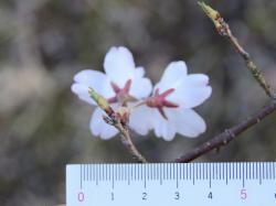 260326 edohigann no hana s-IMG_8892 copy.jpg