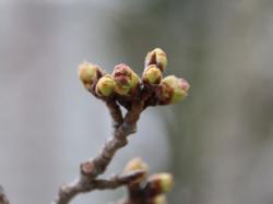 260326 someiyoshino no tsubomi s-IMG_8704 copy.jpg