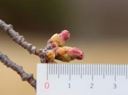 260326 someiyoshino no tsubomi s-IMG_8710 copy.jpg