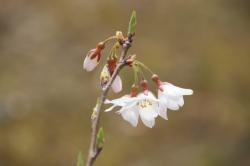 2603328 edohigan no hana s-IMG_9067.jpg