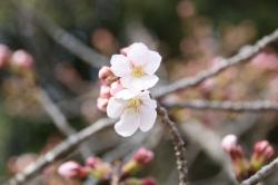 2603328 someiyoshino no hana s-IMG_9153.jpg