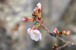 2603328 someiyoshino no hana s-IMG_9155.jpg