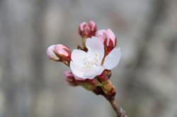 2603328 someiyoshino no hana s-IMG_9158.jpg