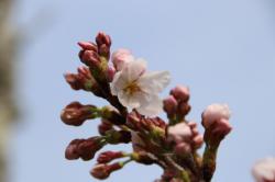 2603328 someiyoshino no hana s-IMG_9161.jpg