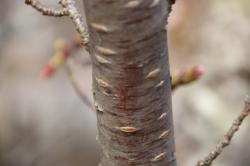 2603328 someiyoshino no miki no himoku s-IMG_9209.jpg