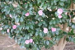 26324 otometubaki  ga saite iru s-IMG_8534.jpg