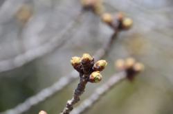 26324 someiyoshino no fuyume ga s-IMG_8498.jpg