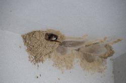 26324 suzume ga koshiakatsubame no furui su ni iru s-IMG_8360.jpg