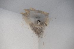 26324 suzume ga koshiakatsubame no furui su ni iru s-IMG_8389.jpg