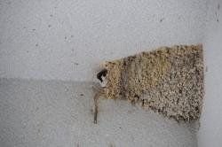 26324 suzume ga koshiakatsubame no furui su ni iru s-IMG_8397.jpg