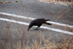 260315 hasibosogarasu ga kuruma no taoua de tubusareta donnguri wo tabete iru s-IMG_7165.jpg