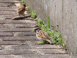 260320 suzume no chikaku ni suzumenoyari s-IMG_8203 copy.jpg