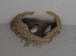 260318 syzyme ga koshiakatsubame no furui su ni iru s-IMG_7473 copy.jpg