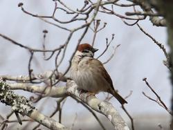 260320 suzume ga hanamizuki no eda ni iru s-IMG_8075 copy.jpg