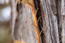 260315 sekoia no hougashi (rasen) s-IMG_6910.jpg