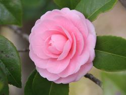 260319 otomesubaki no hana iIMG_7876 copy.jpg