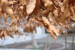 260314 kunugi no kareta ha ga yureru s-IMG_6630.jpg